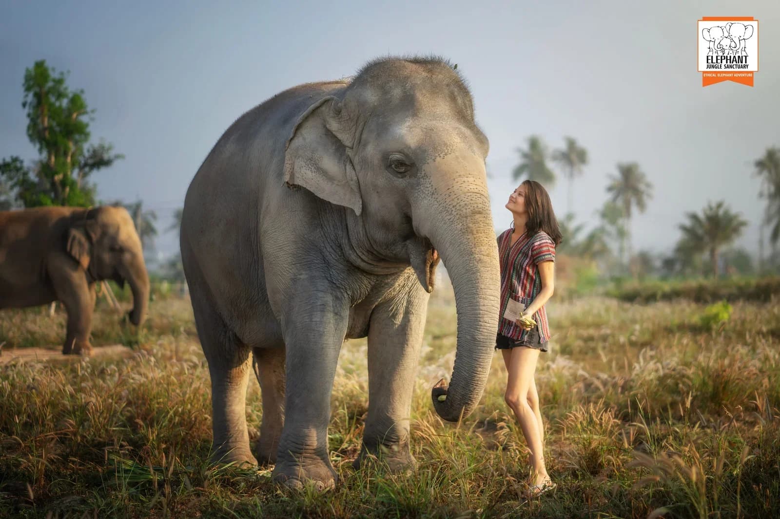 Elephant Jungle Sanctuary 파타야 공식 페이지의 코끼리 사진