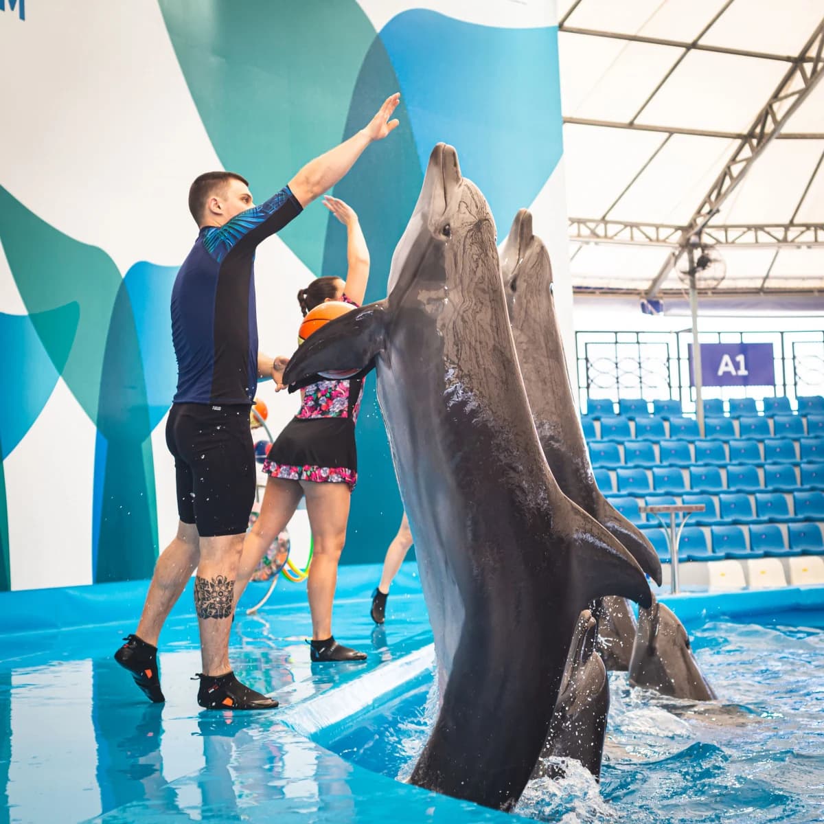 파타야 돌핀아리움 돌고래 공연 상품 사진 2